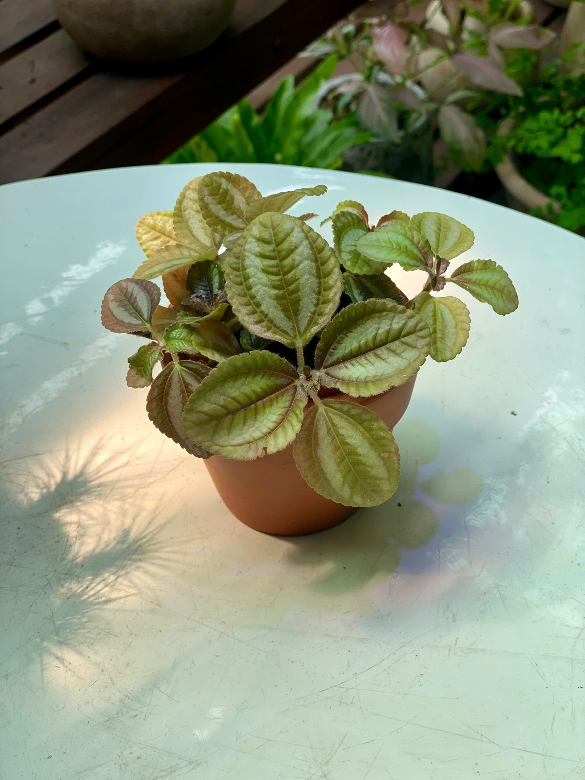 Cây Kim Tuyến Pilea Involucrata lá dập nổi vệt nhũ đồng lấp lánh mọc xòe tròn sum sê trồng trong chậu đất nung mini màu cam gạch
